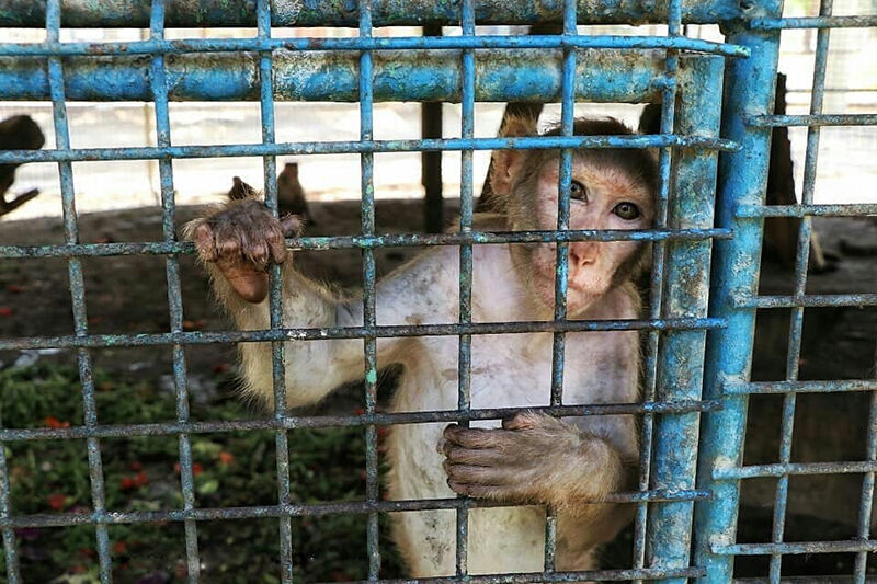 باغ وحش یکی از بهترین جاذبه های تفریحی بیرجند